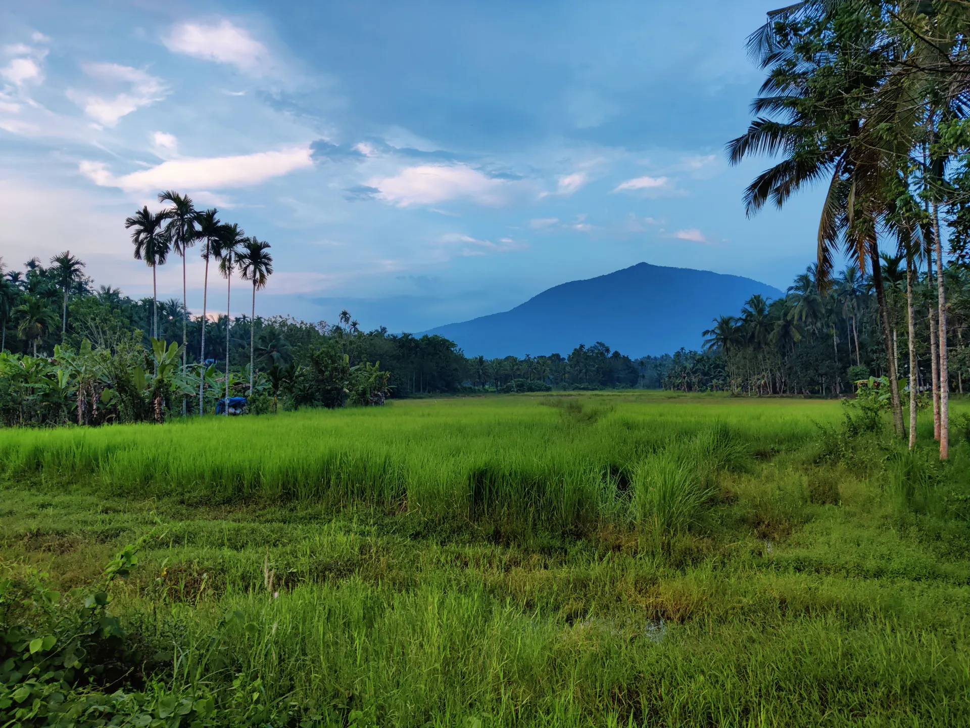 Lush green countryside with palm trees and mountains in Avitanallur, Kerala, India.