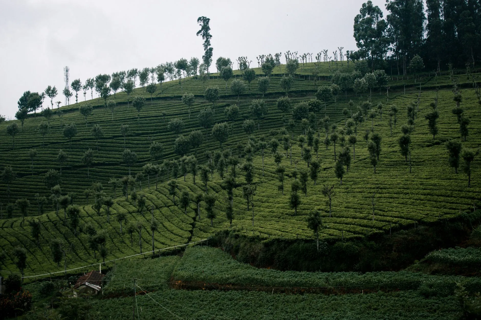 Scenic view of tea plantations on Mysuru's hills, showcasing lush greenery and terrace farming.
