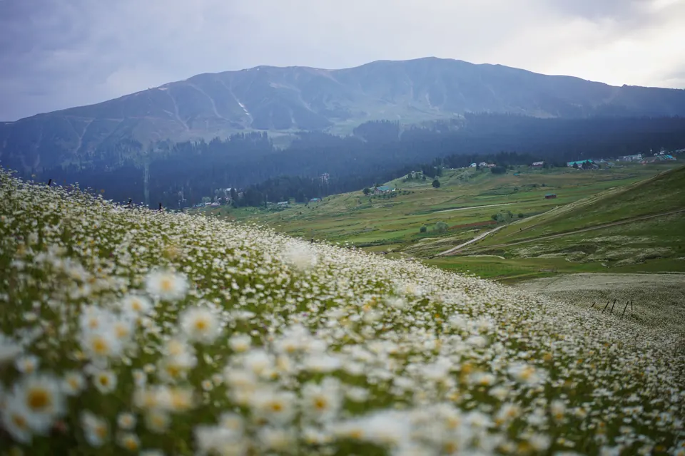 Beautiful meadow filled with daisies against Gulmarg's mountainous backdrop, perfect for nature and travel enthusiasts.