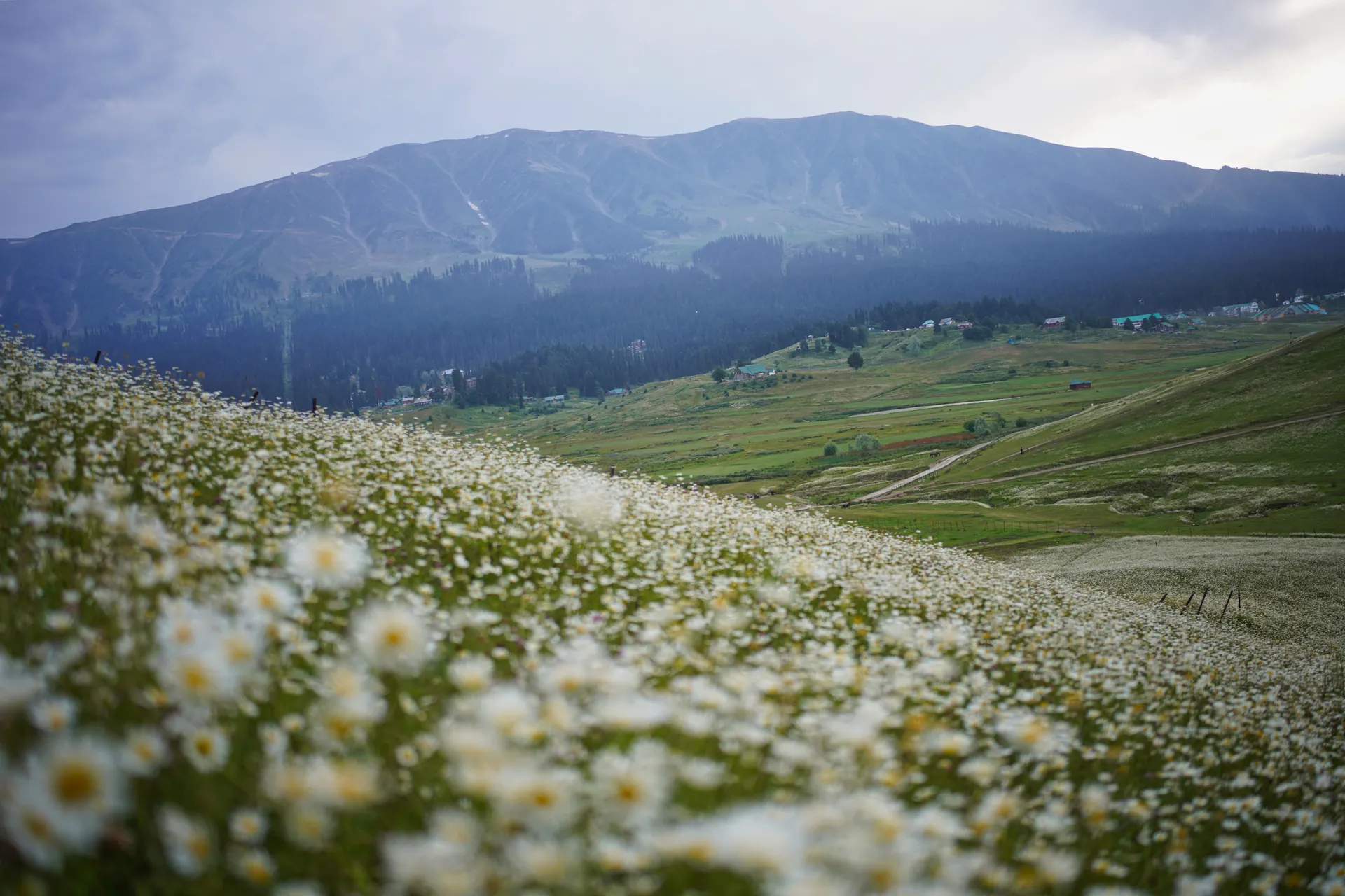 Beautiful meadow filled with daisies against Gulmarg's mountainous backdrop, perfect for nature and travel enthusiasts.