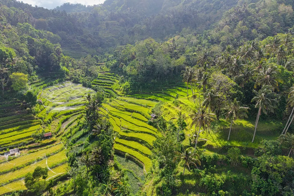 Aerial view of vibrant rice terraces surrounded by tropical forest in Bali, Indonesia.