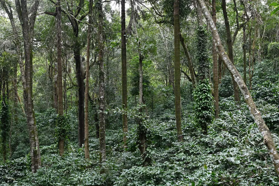 Explore the dense, lush greenery of a vibrant forest in Madikeri, Karnataka, India.