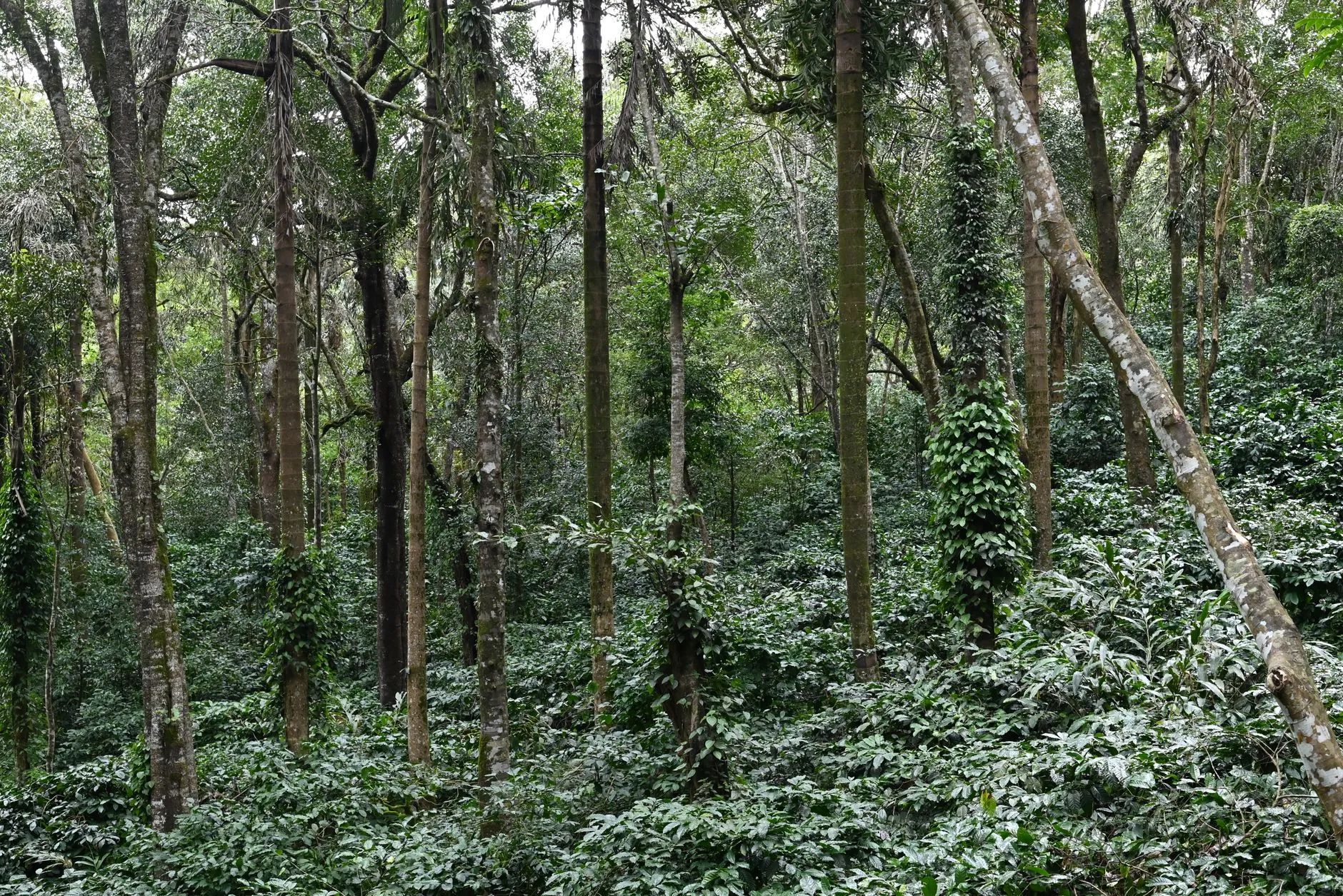 Explore the dense, lush greenery of a vibrant forest in Madikeri, Karnataka, India.