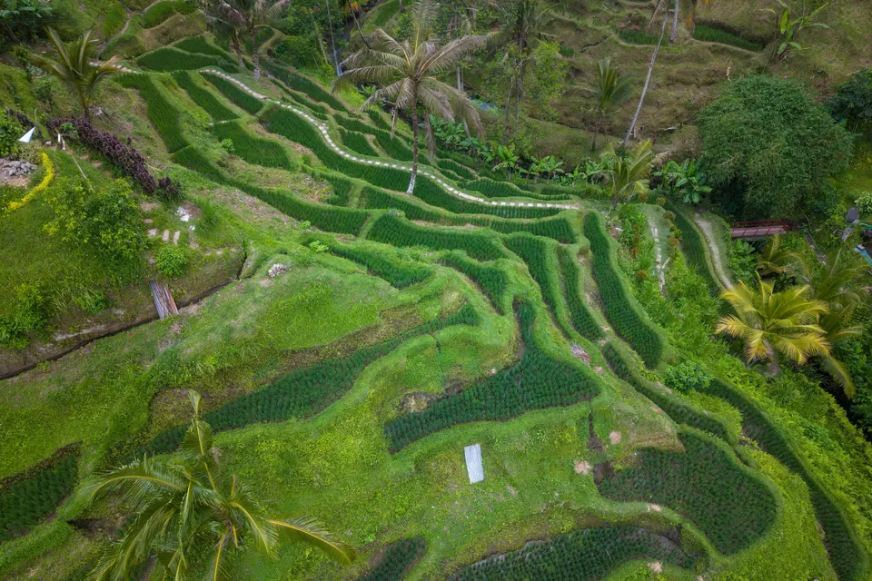 Aerial view of lush green terraced rice fields in Bali, Indonesia, showcasing natural beauty and agriculture.
