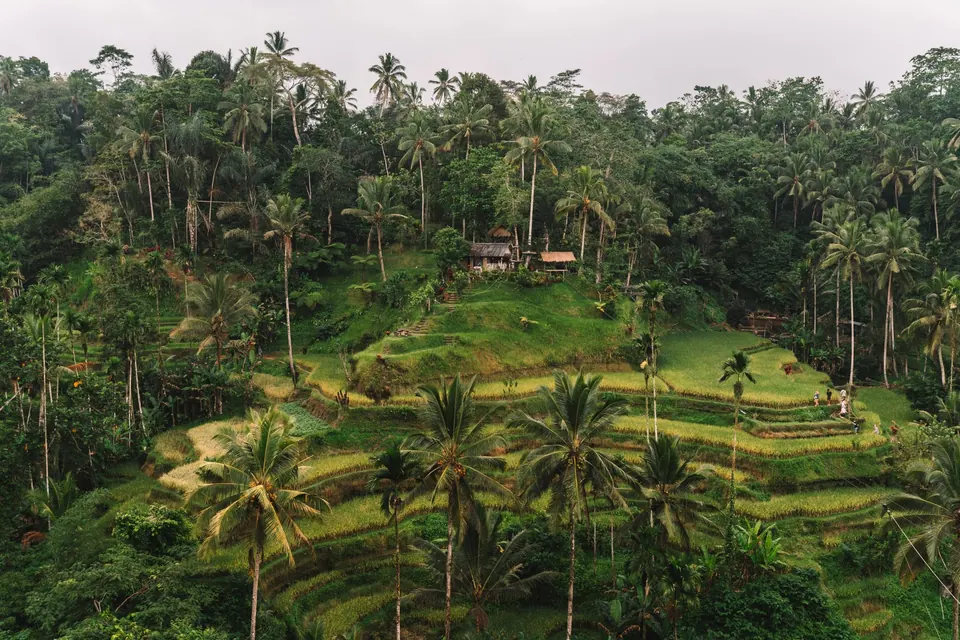 Explore the stunning terraced rice fields of Ubud, Bali, showcasing vibrant greenery and serene landscapes.